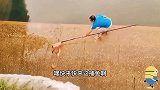 大叔水坝捞鱼，意外发现现实版鲤鱼跳龙门每日一笑欢乐有