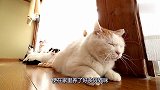 几只猫咪静静地趴在窗帘旁边，静静地晒太阳，真是没谁了