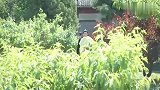 我叫王大锤，别给我镜头了，我感觉我好多余