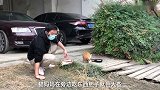逆天颜值！橘猫返祖生出纯白长毛仙女猫!【和猫住】