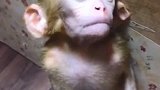 超可爱的小猴子，站着也能点瞌睡，我真是服了
