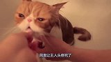主人给猫咪洗澡，一进水就趴好不动了：这真的是猫？真是太听话了