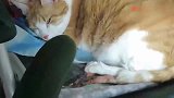 橘猫愚蠢，本猫咪怎么可能会怕这根绿色的东西
