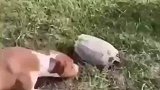 狗子好奇乌龟之际，马儿过来凑热闹随后