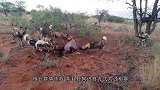 野狗群居然想吃鳄鱼肉，假借喝水设圈套，镜头拍下全过程