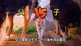 好家伙，藏獒2父子，为了一只猫争风吃醋