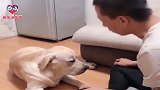 主人吃猪蹄被狗狗赛文娘仨纠缠，主人无奈钻进狗笼子吃，太逗了