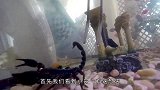 蝎子跟食人鱼放一起，战争一触即发