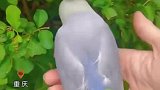 鸟儿悄悄摘下枝叶，给自己做起了尾巴