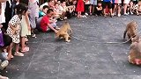 猴子会感恩。我的生活日记