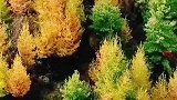 天气渐凉，红池坝的秋色里溜达一圈！