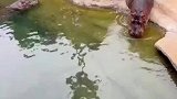 河马在水中看似轻盈，其实不会游泳