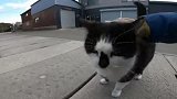 大街上遇见一只流浪猫，细看特别干净，想带回家收养可以吗