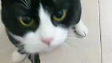 这个奶牛猫喜欢喵喵叫