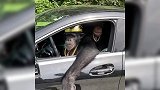 盘点全网幽默搞笑，现实版的吉吉国王，非人类胜似人类