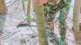 原来竹子是这样砍的，我算是长见识了