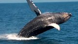 用肺呼吸的蓝鲸为何离开水还会死亡