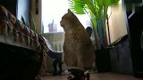 肥猫：这神马玩意，当时我害怕极了