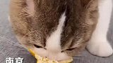 橘络是一味止咳理气的中药，果真是种花家的猫