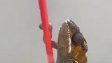 走到大哥的手上，应该就能恢复原来的颜色了吧！