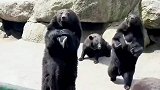 黑熊将同伴推下深渊，动物界也是一个社会呀