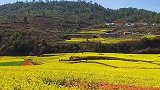 玉溪峨山万亩高山油菜花已经开放，太美了！