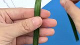儿时见到芦苇总能折上一只，你还记得吗