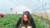 采摘草莓，老板说只能摘不能吃，看来他是想找干活的工人！