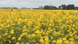 万亩油菜花