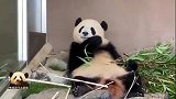 熊猫宝宝彩浜优哉游哉地当个吃货，像个无忧无虑的小孩，好可爱