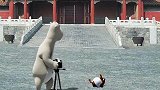 贝肯熊：气球爆炸突然爆炸，把贝肯熊吓一跳，捂着心脏要晕倒