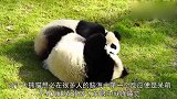 熊猫的睡姿，一个比一个可爱！心都要被萌化了！