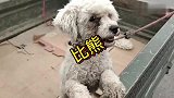 比熊被主人“抛弃”，百般挣扎不愿离开，狗主人狠心而去
