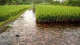 十几年前农村流行的“稻田养鱼”为何遇冷？老农：越养越不对劲！上海湾区dou来觅  上海金山