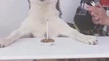 哈士奇：我过生日就这么简陋走你