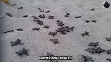 小哥在海滩挖出上百只刚出生的小海龟，接下来的场面太壮观！