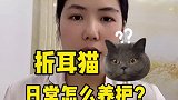 这不是啥医学的事，只是个折耳猫日常养护
