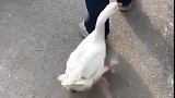 大鹅：闲的没事，来街上逛逛！