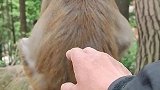 没想到泼猴还被偷袭