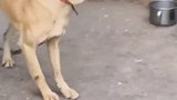 猫狗狗子：伸个懒腰以示清白