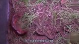 毒蛇在蜈蚣面前，也是那么不堪一击