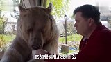 战斗民族的熊最没尊严,咬着熊掌向主人讨吃的我还要
