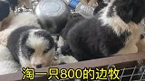 给粉丝淘一只800的小边牧