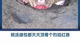 世界上最丑的鱼，天天化妆涂口红