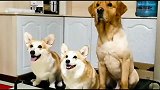 金毛剃了毛我就是小型犬了