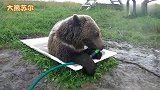 天气太热了，俄罗斯大棕熊还会给自己冲凉呢