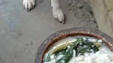 和平用餐，公平对待中华田园犬