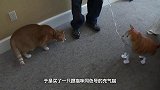 小奶猫打拳击没打过主人，转身拿猫爸爸撒气，看完忍住别笑