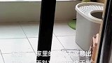 公猫天天趴在阳台看母猫，原来猫猫也是喜欢美女的啊