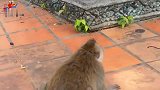 猪尾婴儿的哭声极度伤害，因为长尾巴的叮咬